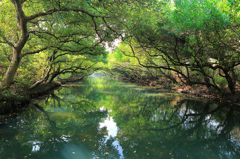 四草綠色隧道